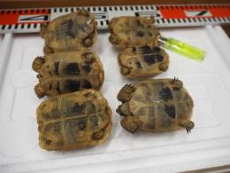 KI-422 ギリシャリクガメ | キットウココ ペット部