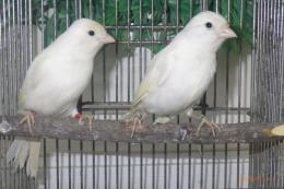 KOT-2726　白カナリヤ　雄雌で