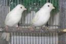 KOT-2726　白カナリヤ　雄雌で