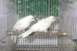 KOT-2726　白カナリヤ　雄雌で