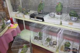 IN-4468　キホホボウシインコ　半慣れ