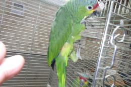 IN-4468　キホホボウシインコ　半慣れ
