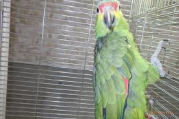 IN-4468　キホホボウシインコ　半慣れ
