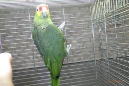 IN-4468　キホホボウシインコ　半慣れ