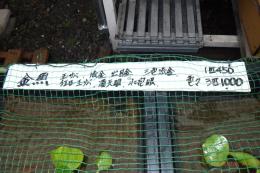 KI-453　金魚各種