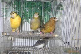 KOT-2729　24年生カラーカナリヤの雌