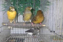 KOT-2729　24年生カラーカナリヤの雌