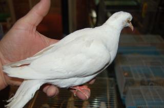 ギンバト 鳩 専用ページ