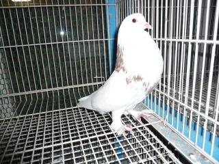 鳩 be17-4062397.jpg?itok=vM-gR0Iz