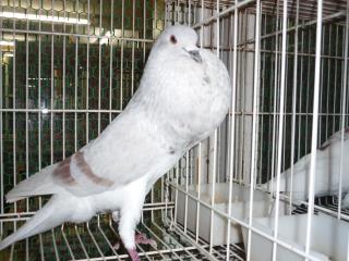Amazon｜POPETPOP 鳩 扉 檻 鳥 入口 扉 鳥 小屋 扉 金属 扉