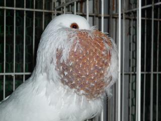 HT584 鑑賞鳩「ポーター」雄 キットウココ ペット部