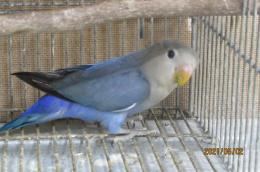 IN-3577 挿し餌上がりのコザクラインコ・コバルトブルー雛