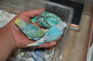 IN-936 セキセイインコの雛 順次入荷・・・困った
