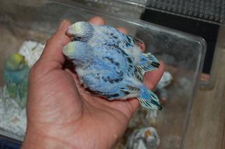 IN-936 セキセイインコの雛 順次入荷・・・困った