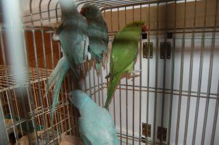 IN-576 ホンセイインコ ノーマルグリーン | キットウココ ペット部