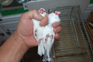 KOT-843 ビックな文鳥・パイド 輸入鳥 | キットウココ ペット部