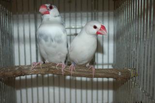 KOT-843 ビックな文鳥・パイド 輸入鳥 | キットウココ ペット部