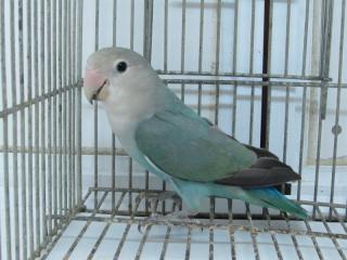 IN-2964 コザクラインコ幼鳥・ブルーチェリー(県外への発送は出来ませ