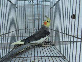 オカメインコ 羽繕い中🐥 #オカメインコ #インコ #ペット #鳥 #インコのいるくらし