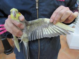 IN-2968 オカメインコ・パイドの雄 | キットウココ ペット部