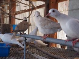 Ht-868 ギンバト4500円　ジュツカケ鳩3800円