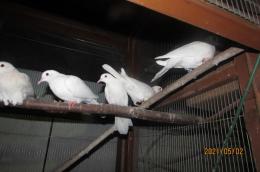 Ht-868 ギンバト4500円　ジュツカケ鳩3800円