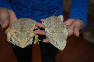 KI-197 フトアゴ 今年で2歳 雄雌で | キットウココ ペット部