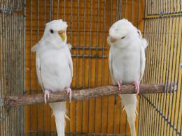 IN-3592 ハゴロモセキセイ・ダブルファクターホワイト雄雌で