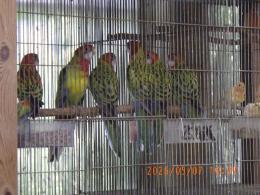 IN-4469　ナナクサインコ・今年初子　ノーマル