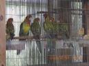 IN-4469　ナナクサインコ・今年初子　ノーマル