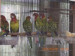 IN-4469　ナナクサインコ・今年初子　ノーマル