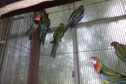 IN-4469　ナナクサインコ・今年初子　ノーマル