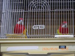 IN-4470　24年生　ナナクサインコ　雄雌で