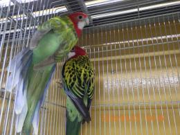 IN-4470　24年生　ナナクサインコ　雄雌で
