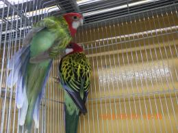 IN-4470　24年生　ナナクサインコ　雄雌で