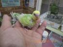 IN-4471　残り1羽　セキセイインコの雛　女の子