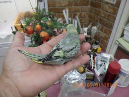 IN-4472　セキセイインコの雛　後3～4日