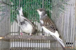 KOT-2731　カラーカナリヤ　白系のぶち　雄雌で