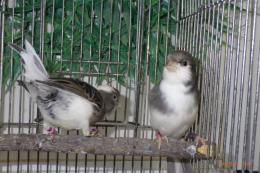 KOT-2731　カラーカナリヤ　白系のぶち　雄雌で