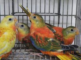 IN-4297　ヒムネキキョウインコ　若　おそらく♀?