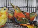 IN-4297　ヒムネキキョウインコ　若　おそらく♀?