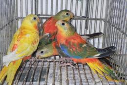 IN-4297　ヒムネキキョウインコ　若　おそらく♀?