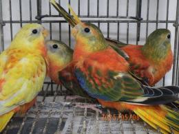 IN-4297　ヒムネキキョウインコ　若　おそらく♀?