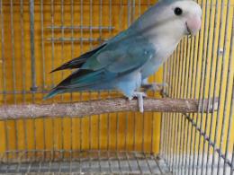 In 3594 コザクラインコ シーグリーン メスっぽい キットウココ ペット部