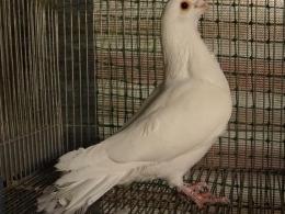 HT-869 白い鳩(愛玩用ペットで)