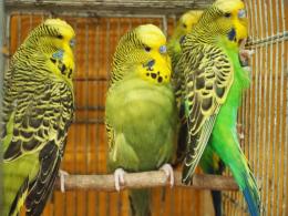 IN-3753 ノーマルジャンボセキセイインコ・体格良・雄