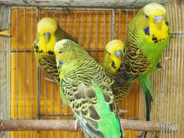 金運インコ sekisei az on X: 