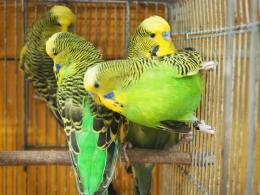 【MIHOさま専用】モルモットセレクションプロ３袋、セキセイインコ２袋他 セキセイインコ B/C(グリーン) - ぬいぐるみメーカーTAKE OFFの