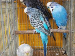 IN-3754 青系のジャンボセキセイインコ オスのみ | キットウココ ペット部