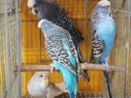 IN-3754 青系のジャンボセキセイインコ オスのみ | キットウココ ペット部